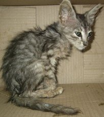 Help us help them - click to enlarge