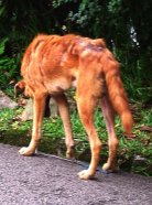 Scavenging for food